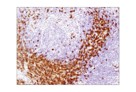 Immunohistochemistry Image 1: CD3 epsilon (D4V8L) Rabbit Monoclonal Antibody
