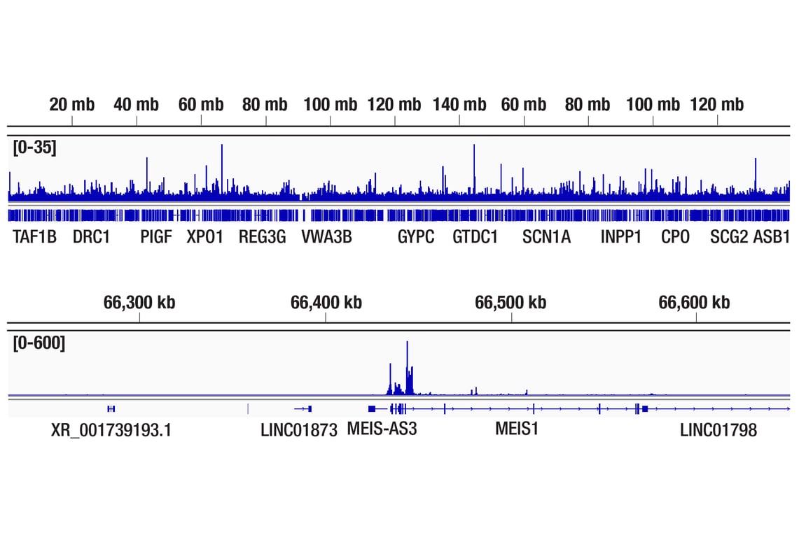 CUT & Tag Image 2: MLLT1/ENL (D9M4B) Rabbit Monoclonal Antibody
