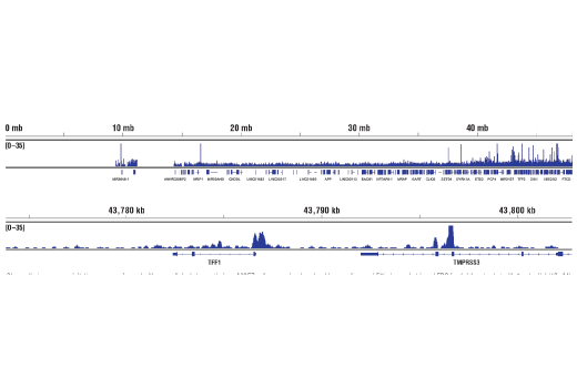 Chromatin Immunoprecipitation Image 2: Oct-1 (D7B6) Rabbit Monoclonal Antibody
