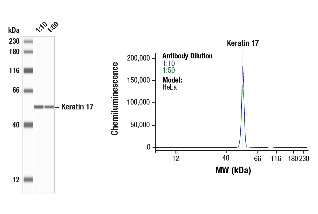 Western Blotting Image 1: Keratin 17 (D12E5) Rabbit Monoclonal Antibody