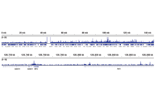 Chromatin Immunoprecipitation Image 2: COBRA1 (D6K9A) Rabbit Monoclonal Antibody