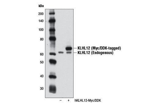 Western Blotting Image 2: KLHL12 (2G2) Mouse Monoclonal Antibody