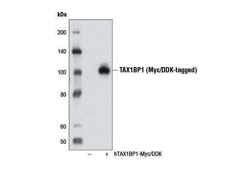 Western Blotting Image 2: TAX1BP1 (D1D5) Rabbit Monoclonal Antibody