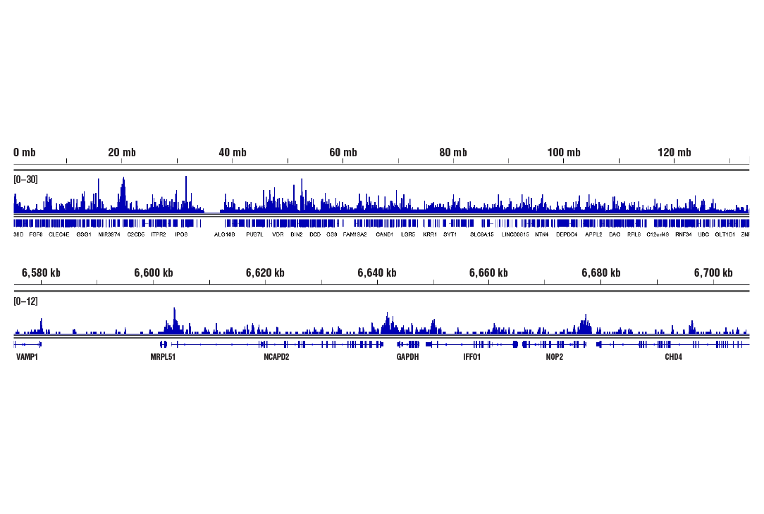 CUT & RUN Image 2: Acetyl-Histone H3 (Lys27) (D5E4) Rabbit Monoclonal Antibody