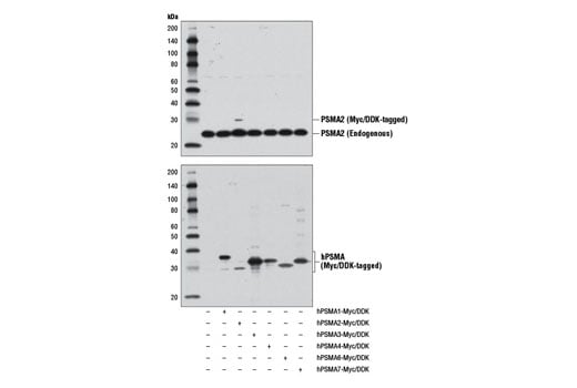 Western Blotting Image 2: PSMA2 (D3A4) Rabbit Monoclonal Antibody