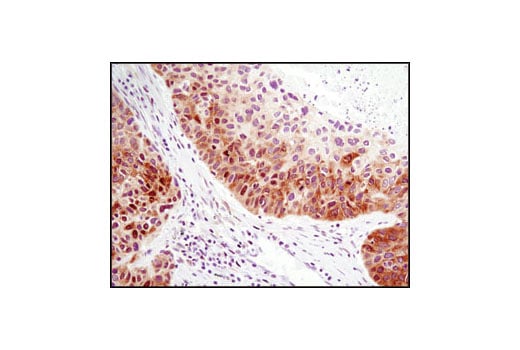 Immunohistochemistry Image 2: FoxO1 (C29H4) Rabbit Monoclonal Antibody (BSA and Azide Free)