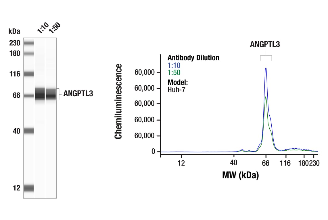 Western Blotting Image 1: ANGPTL3 (F8N1Q) Rabbit Monoclonal Antibody