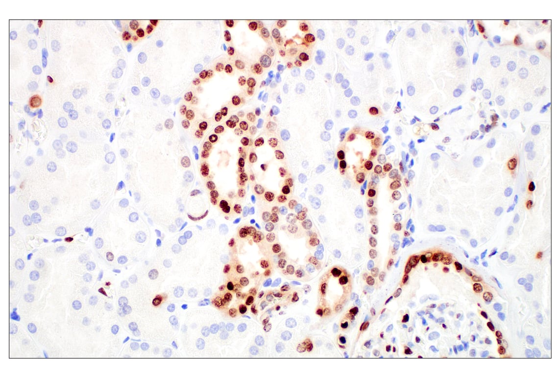 Immunohistochemistry Image 8: Basic FGF (E5Y6M) Rabbit Monoclonal Antibody