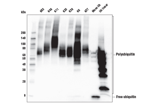 undefined Image 17: MHC Class I Antigen Processing and Presentation Antibody Sampler Kit