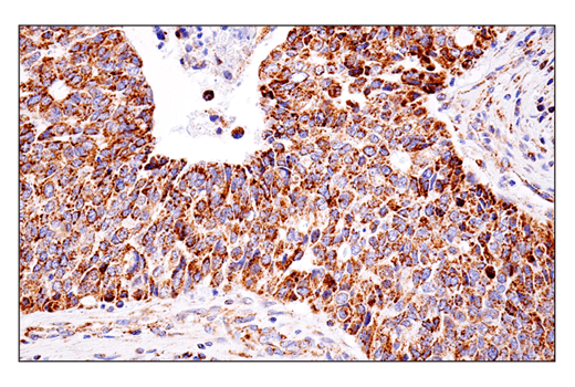 Immunohistochemistry Image 5: SHMT2 (E7F4Q) Rabbit Monoclonal Antibody