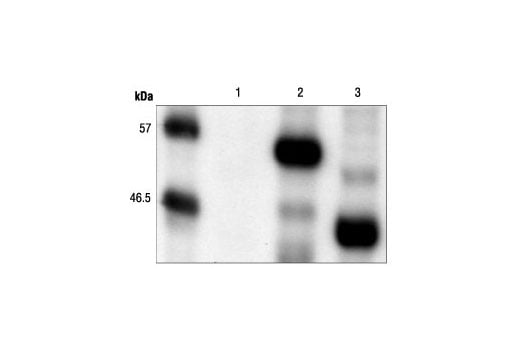 Western Blotting Image 2: Myc-Tag Antibody