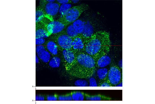 Immunofluorescence Image 1: NHERF1 (A310) Antibody