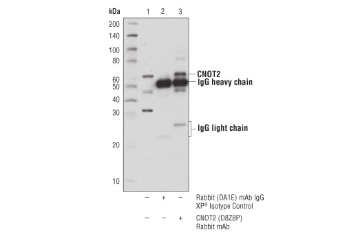 Immunoprecipitation Image 1: CNOT2 (D8Z8P) Rabbit Monoclonal Antibody