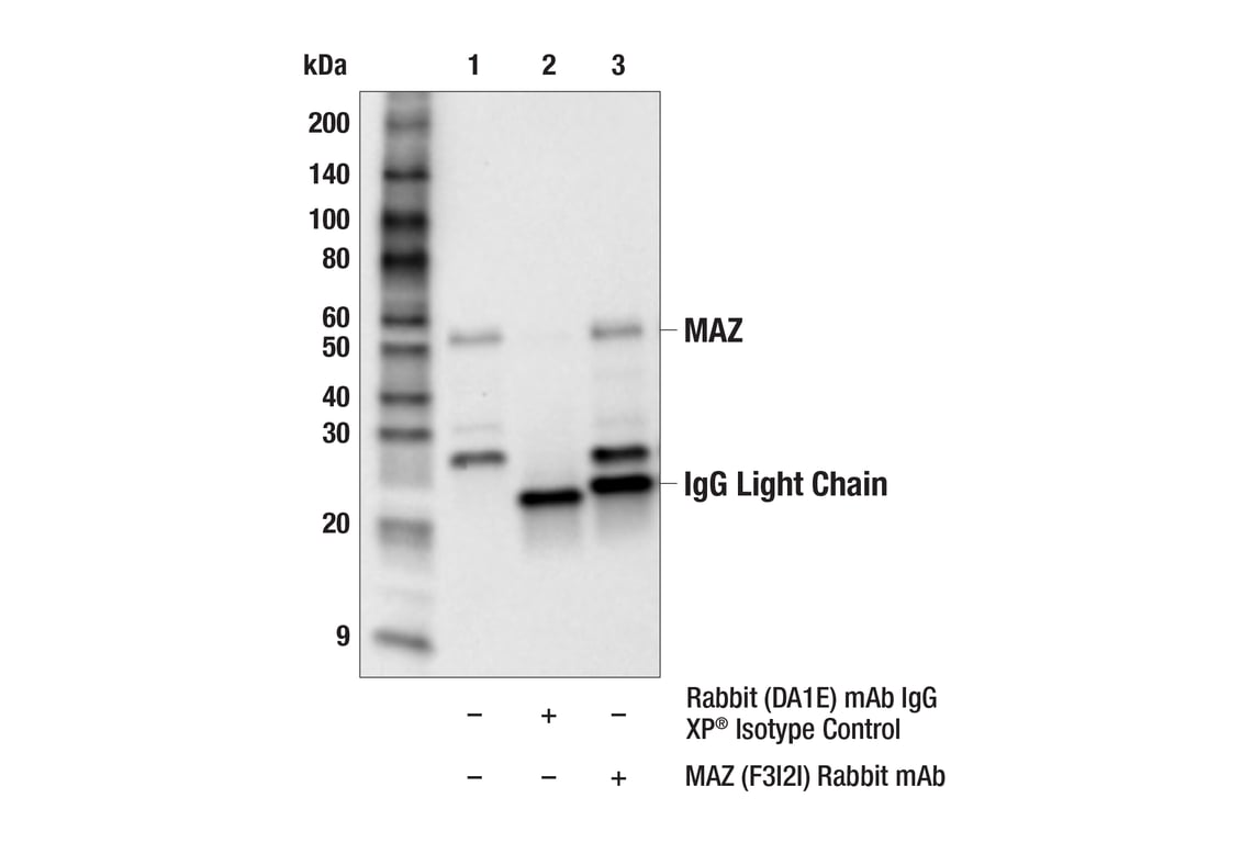 Immunoprecipitation Image 1: MAZ (F3I2I) Rabbit Monoclonal Antibody