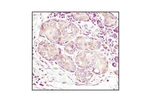 Immunohistochemistry Image 1: Calnexin Antibody