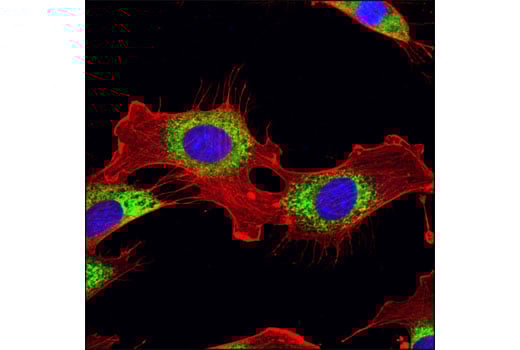 Immunofluorescence Image 1: PDI (C81H6) Rabbit Monoclonal Antibody (BSA and Azide Free)