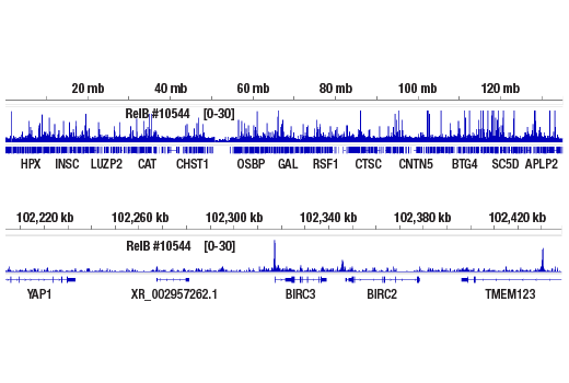 Chromatin Immunoprecipitation Image 2: RelB (D7D7W) Rabbit Monoclonal Antibody