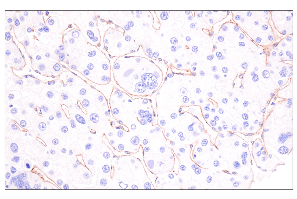 Immunohistochemistry Image 3: ESAM (F2Y5Q) Rabbit Monoclonal Antibody