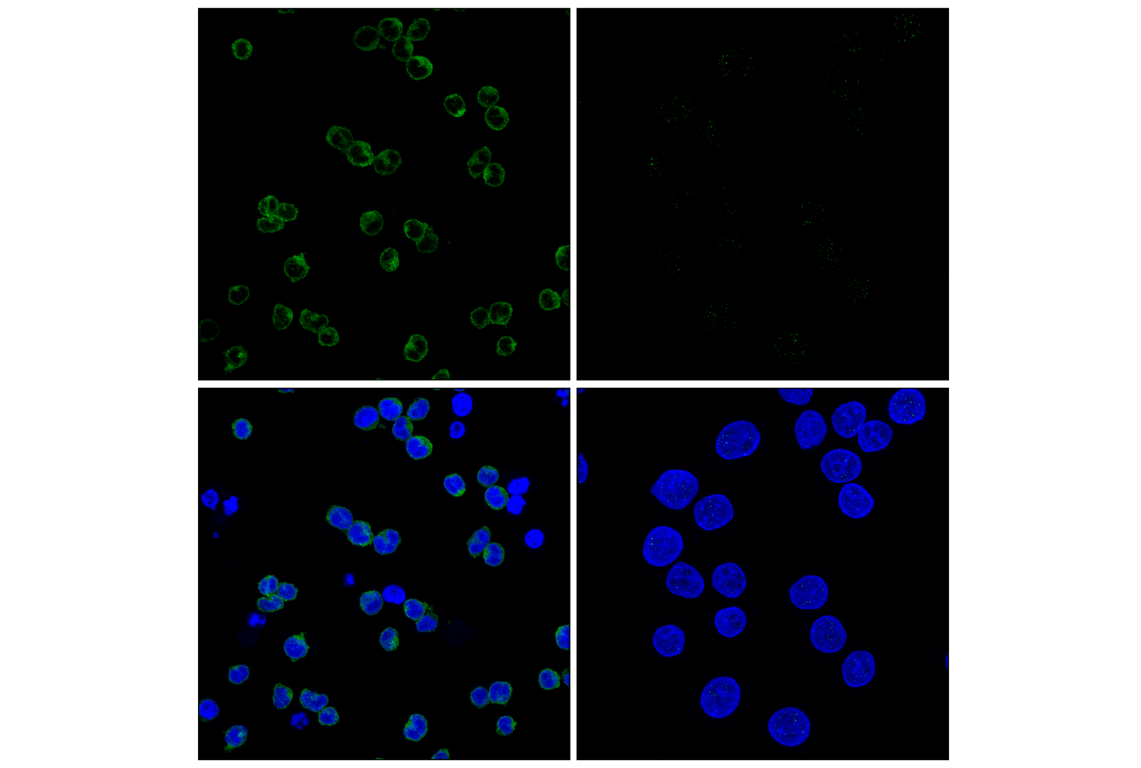 Immunofluorescence Image 1: Gab1 (E8U1S) Rabbit Monoclonal Antibody
