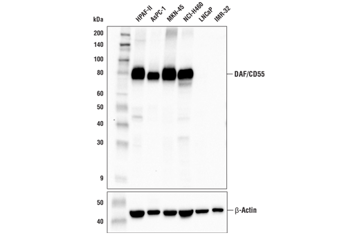 Western Blotting Image 2: DAF/CD55 (E4G4T) Rabbit Monoclonal Antibody