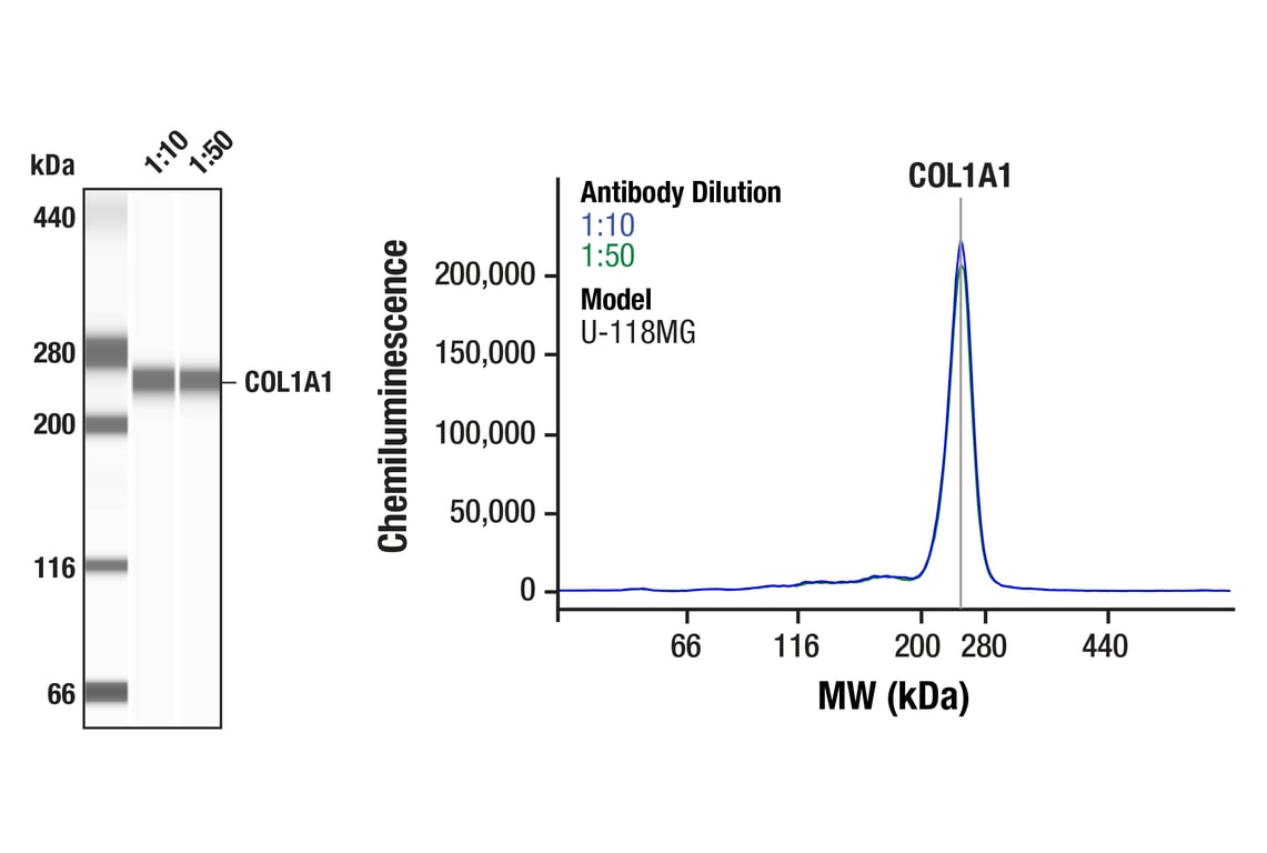 Western Blotting Image 1: COL1A1 (E8F4L) Rabbit Monoclonal Antibody
