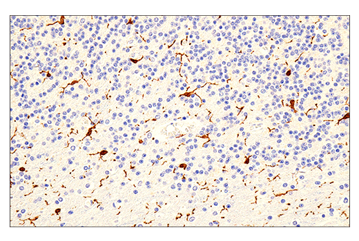 Immunohistochemistry Image 1: Iba1/AIF-1 (E5N4J) Mouse Monoclonal Antibody (BSA and Azide Free)