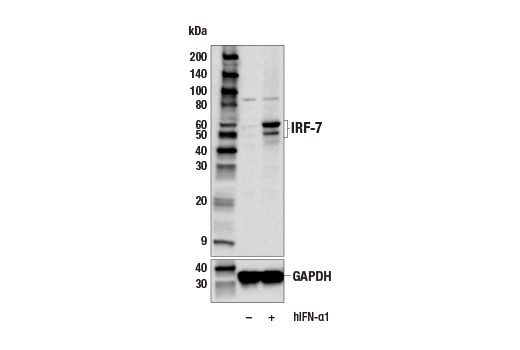 Western Blotting Image 3: IRF-7 (E8I2L) Rabbit Monoclonal Antibody