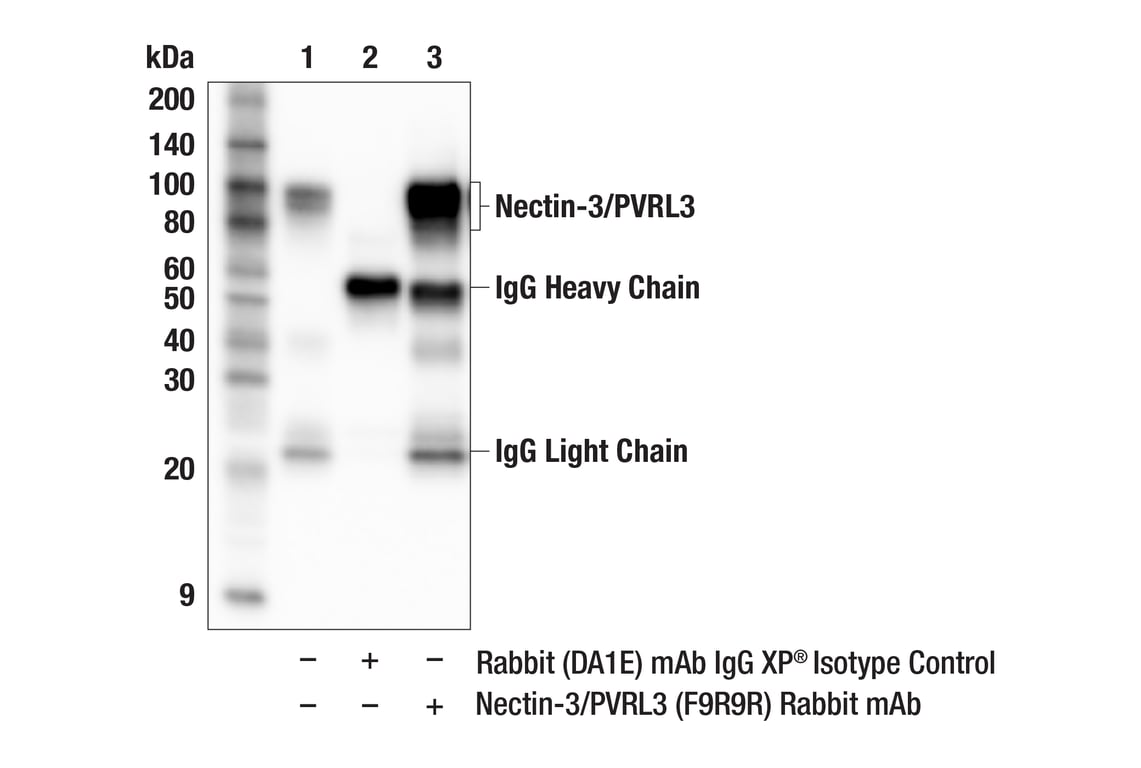 Immunoprecipitation Image 1: Nectin-3/PVRL3 (F9R9R) Rabbit Monoclonal Antibody