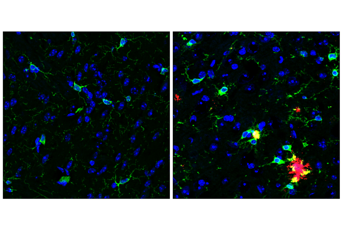 undefined Image 26: Microglia Interferon-Related Module Antibody Sampler Kit