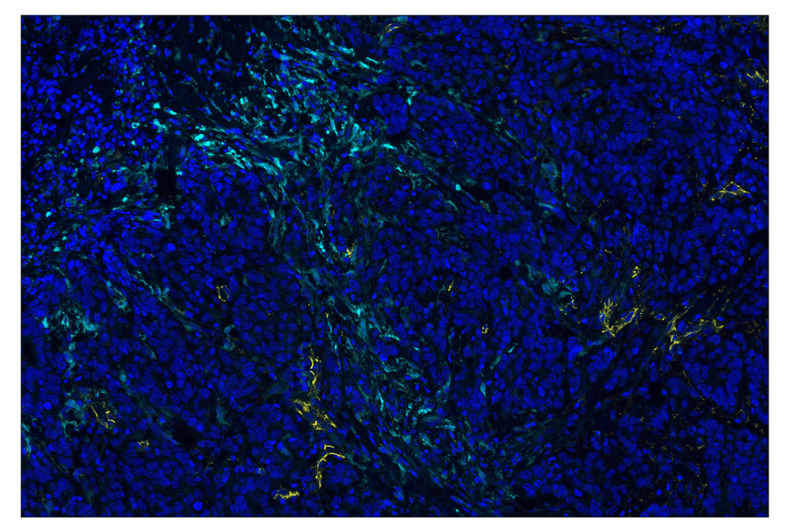 Immunohistochemistry Image 2: IL-1 beta (3A6) & CO-0175-488 SignalStar<sup>™</sup> Oligo-Antibody Pair