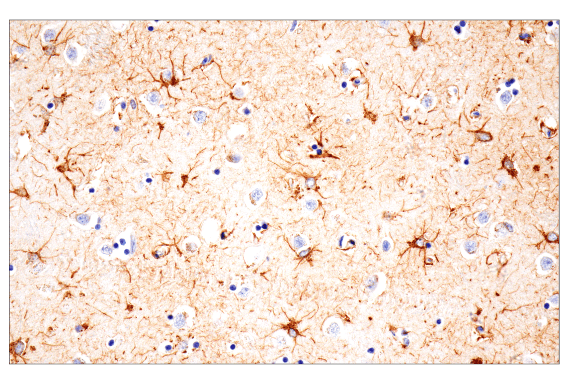 Immunohistochemistry Image 1: GFAP (E4L7M) XP<sup>®</sup> Rabbit mAb (BSA and Azide Free)