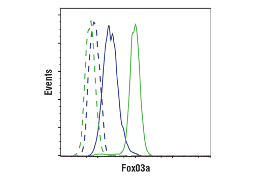 Flow Cytometry Image 1: FoxO3a (D19A7) Rabbit Monoclonal Antibody (BSA and Azide Free)