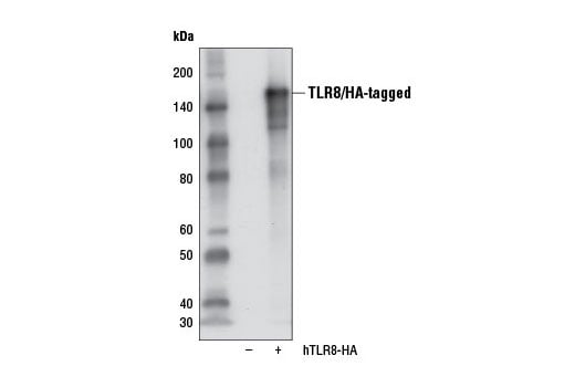 undefined Image 9: Toll-like Receptor Antibody Sampler Kit II