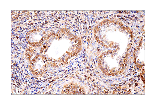 Immunohistochemistry Image 2: Tapasin (E6P2Z) Rabbit Monoclonal Antibody (BSA and Azide Free)