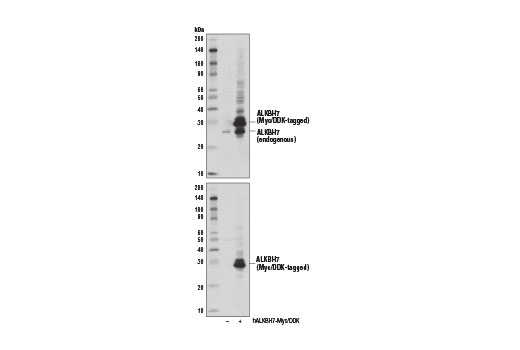 Western Blotting Image 2: ALKBH7 Antibody
