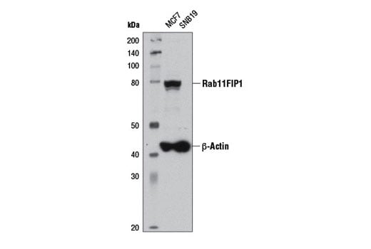 Western Blotting Image 2: Rab11FIP1 (D9D8P) Rabbit Monoclonal Antibody