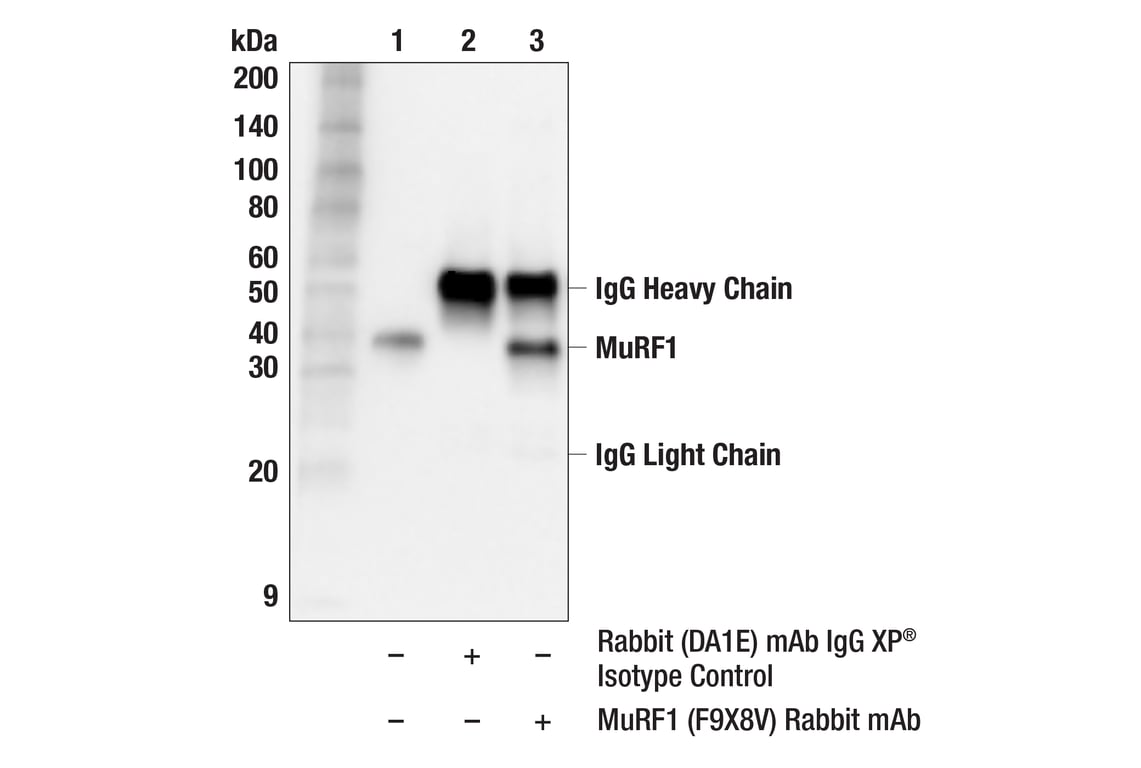Immunoprecipitation Image 1: MuRF1 (F9X8V) Rabbit Monoclonal Antibody