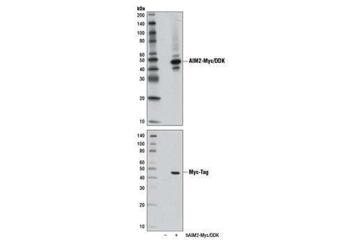 undefined Image 20: Human Reactive Inflammasome Antibody Sampler Kit II