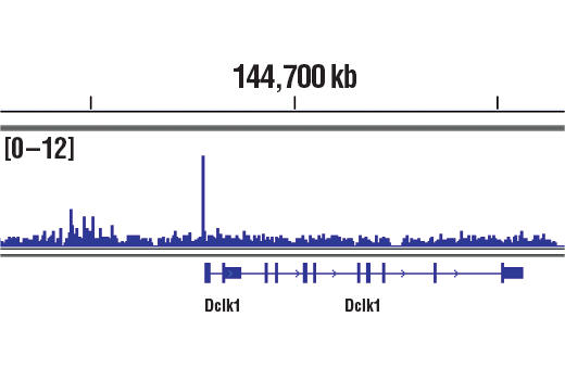 Chromatin Immunoprecipitation Image 1: c-Jun (60A8) Rabbit Monoclonal Antibody