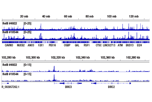 CUT & RUN Image 2: RelB (D7D7W) Rabbit Monoclonal Antibody