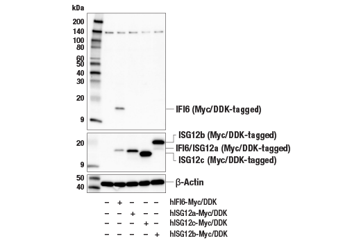 Western Blotting Image 2: IFI6 Antibody