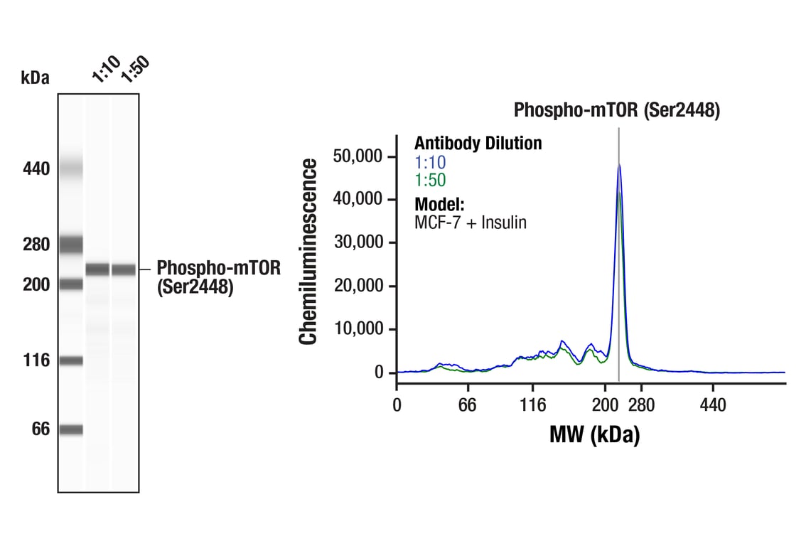 Western Blotting Image 1: Phospho-mTOR (Ser2448) (D9C2) XP<sup>®</sup> Rabbit mAb