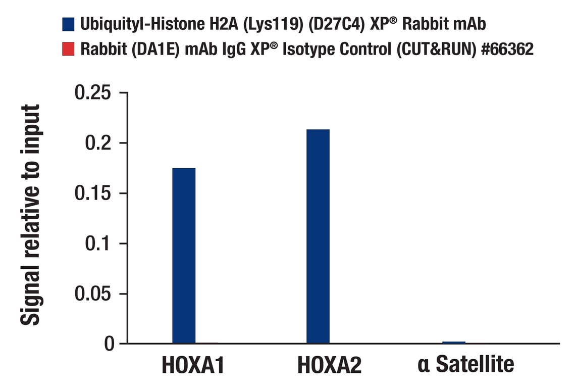 CUT & RUN Image 3: Ubiquityl-Histone H2A (Lys119) (D27C4) Rabbit Monoclonal Antibody