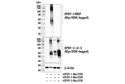 Western Blotting Image 3: DPEP-1/MDP (E4O6J) Rabbit Monoclonal Antibody