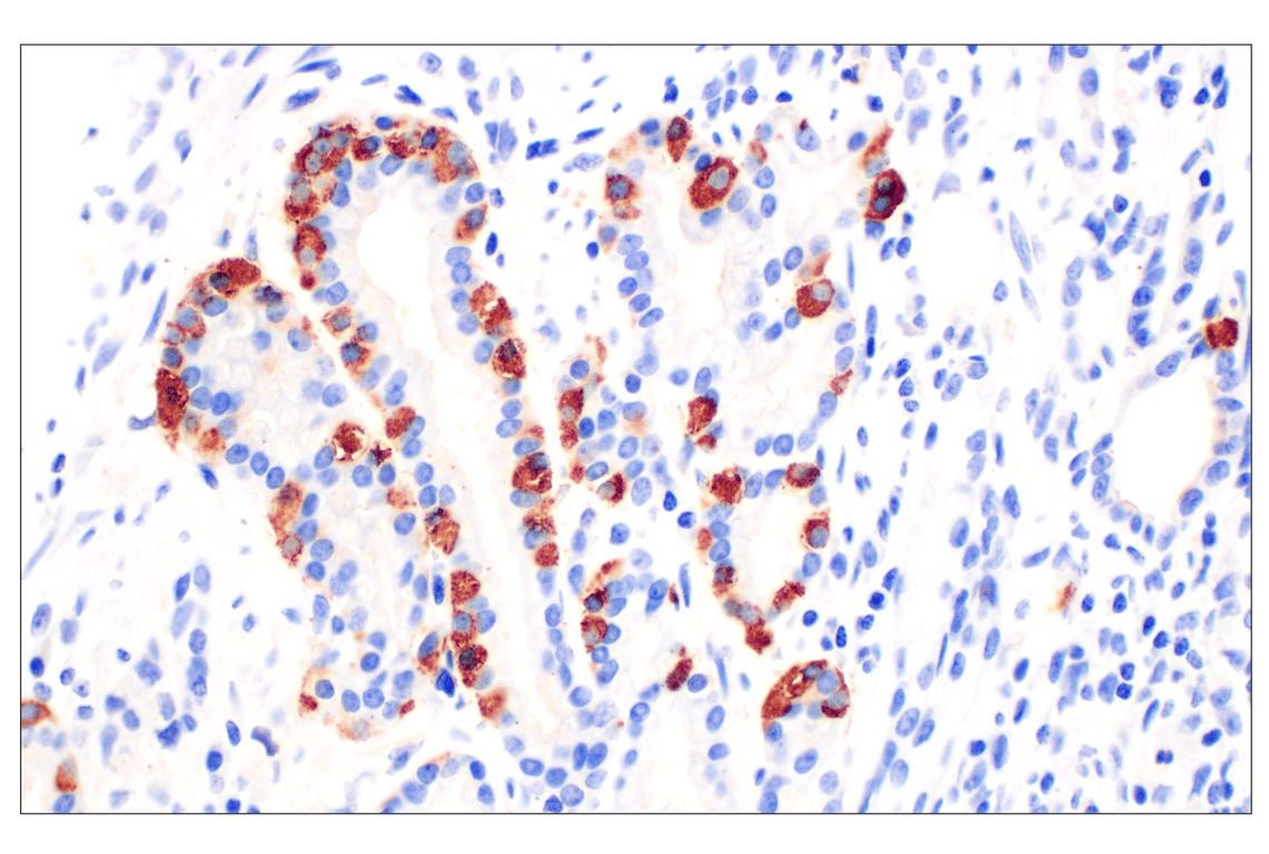 Immunohistochemistry Image 1: CHGA (F7D6H) Rabbit mAb