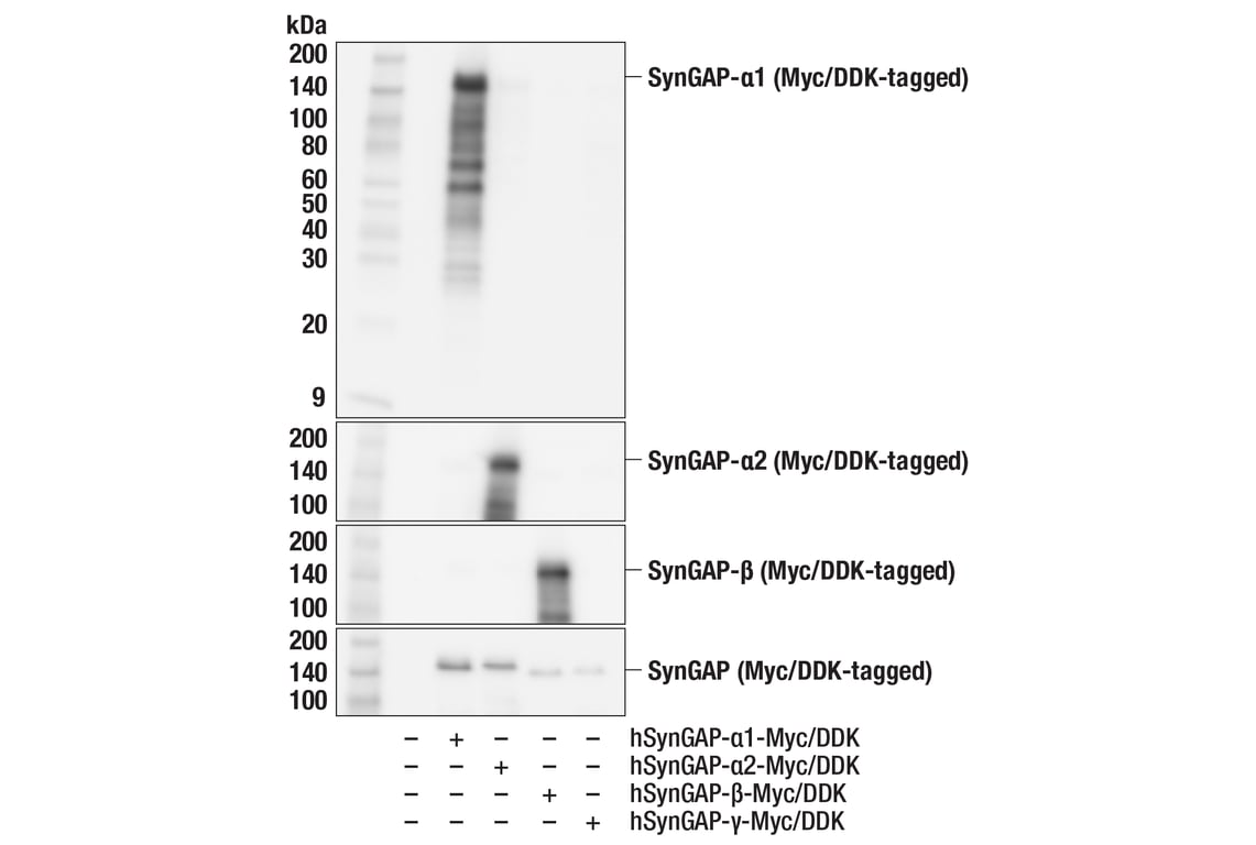 Western Blotting Image 4: SynGAP-alpha1 (F8I5Q) Rabbit Monoclonal Antibody