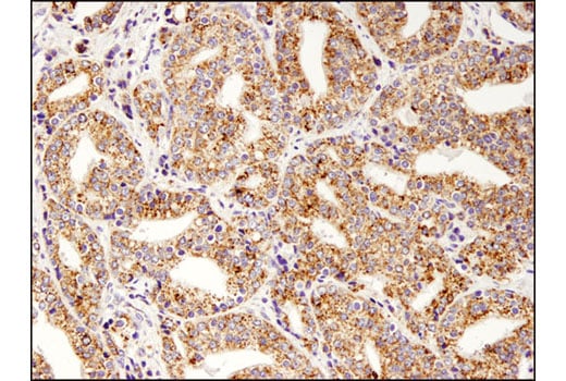 Immunohistochemistry Image 2: Glutamate Dehydrogenase 1/2 (D9F7P) Rabbit mAb (BSA and Azide Free)