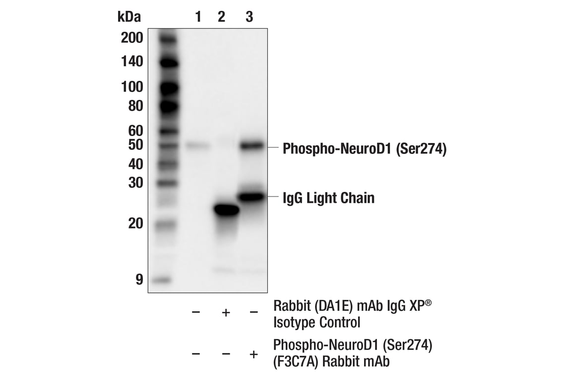 undefined Image 5: PhosphoPlus<sup>®</sup> NeuroD1 (Ser274) Antibody Duet
