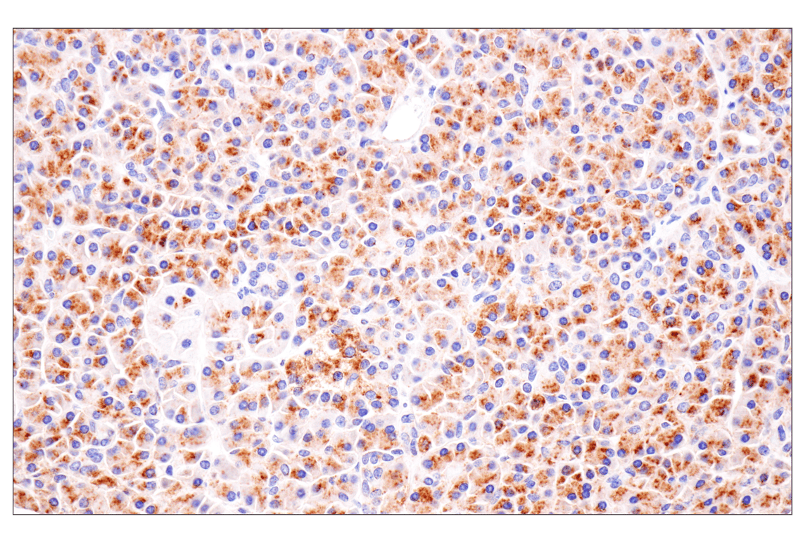 Immunohistochemistry Image 9: Presenilin 2 (F7E5Q) Rabbit Monoclonal Antibody