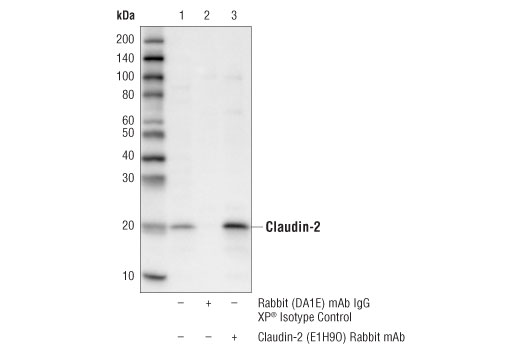 Immunoprecipitation Image 1: Claudin-2 (E1H9O) Rabbit Monoclonal Antibody